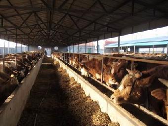 走進泰安力格生物技術——混合型飼料添加劑的創新領跑者